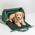 Puppy inside a green pet carrier on a white background