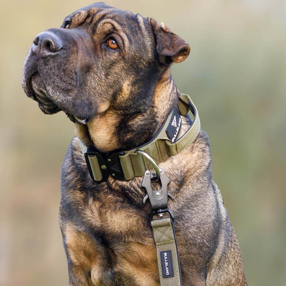 Kato Tactical Dog Collar — built-in top handle