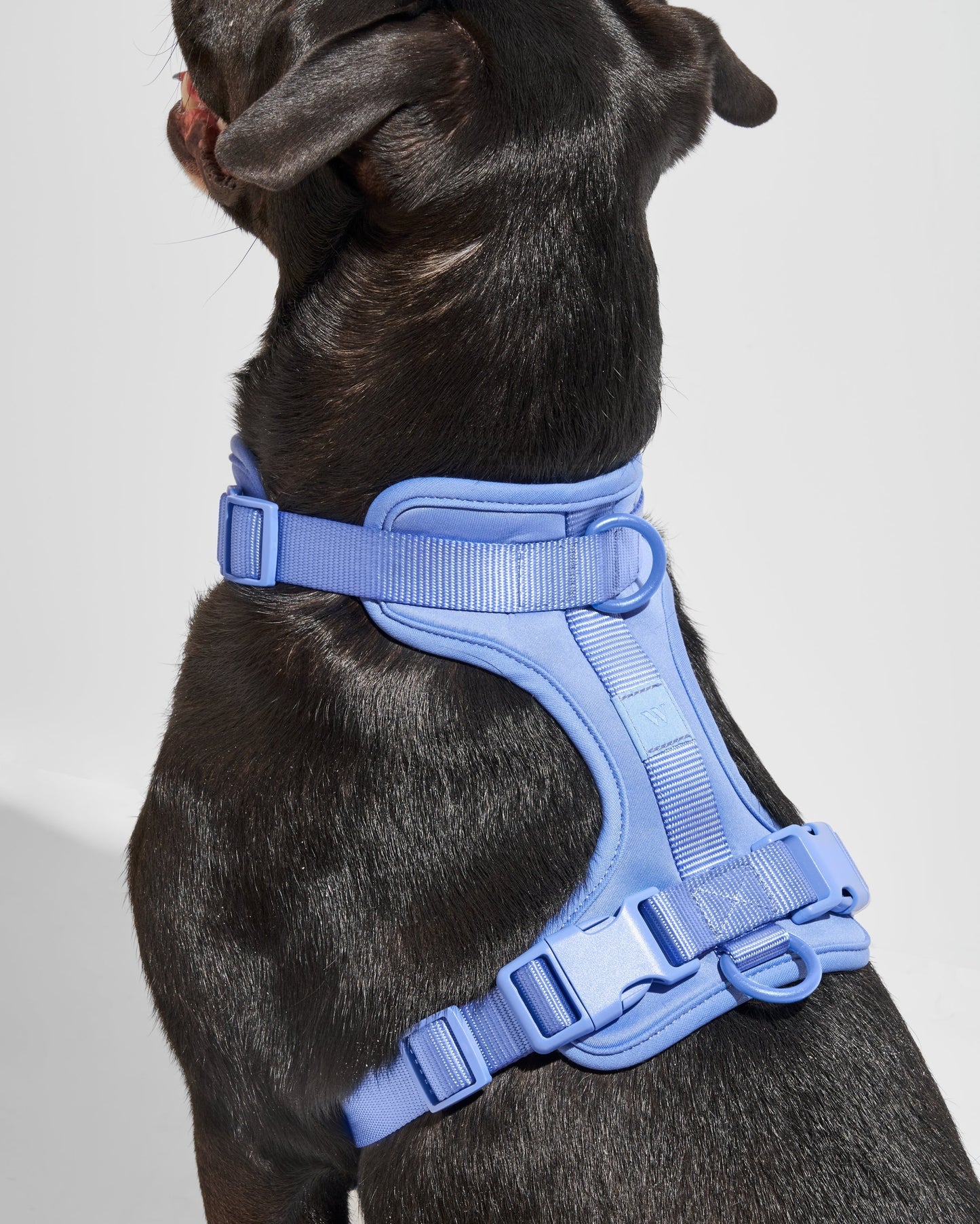 Dog wearing a blue harness on a light gray background