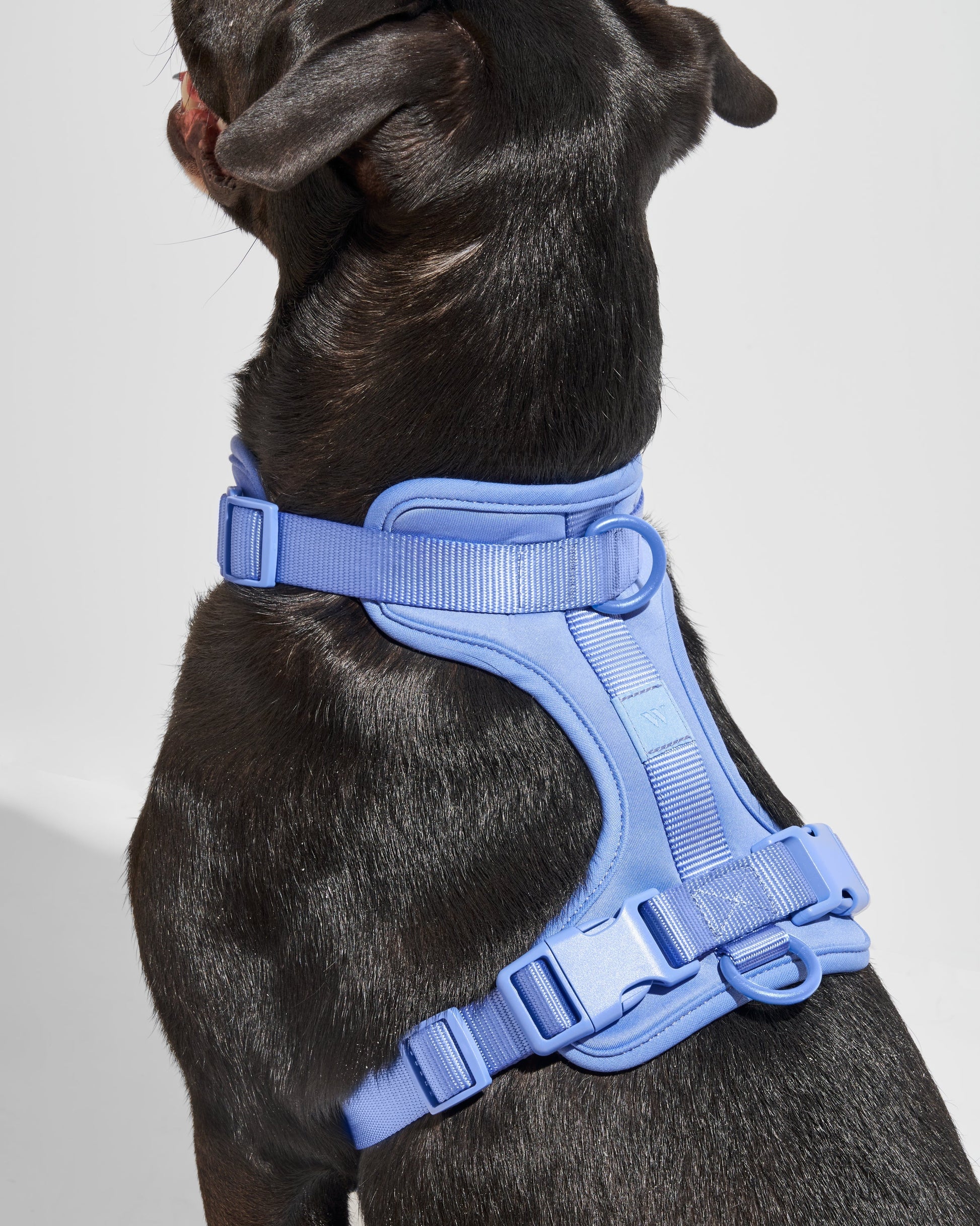 Dog wearing a blue harness on a light gray background