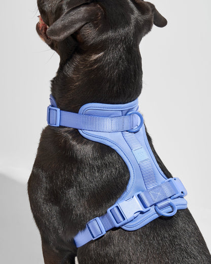 Dog wearing a blue harness on a light gray background