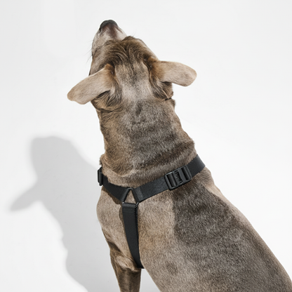 Dog wearing a black harness on a white background