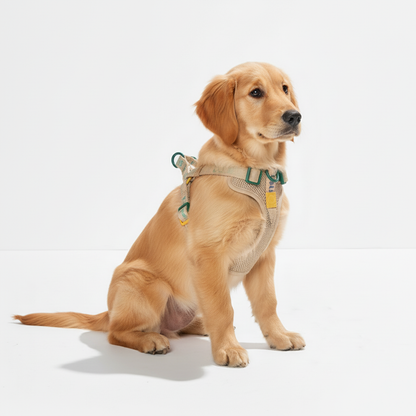 Dog wearing a harness on a white background