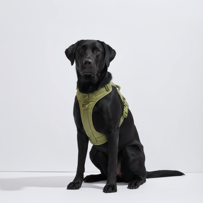 Black dog wearing a green harness on a white background