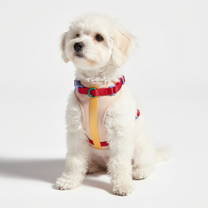 White dog wearing a colorful harness on a light background
