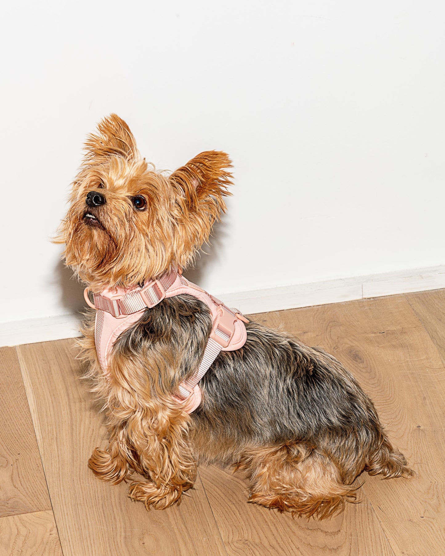 Lira Cushioned Dog Harness — cushioned soft padded construction