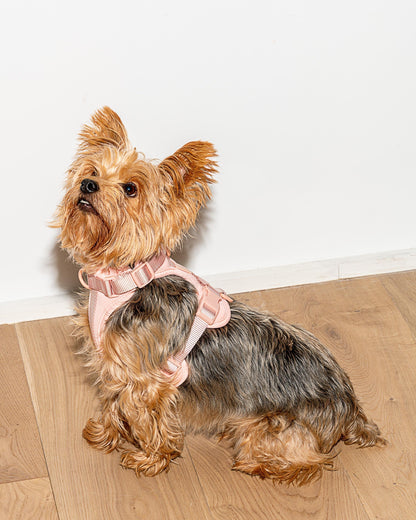 Lira Cushioned Dog Harness — cushioned soft padded construction