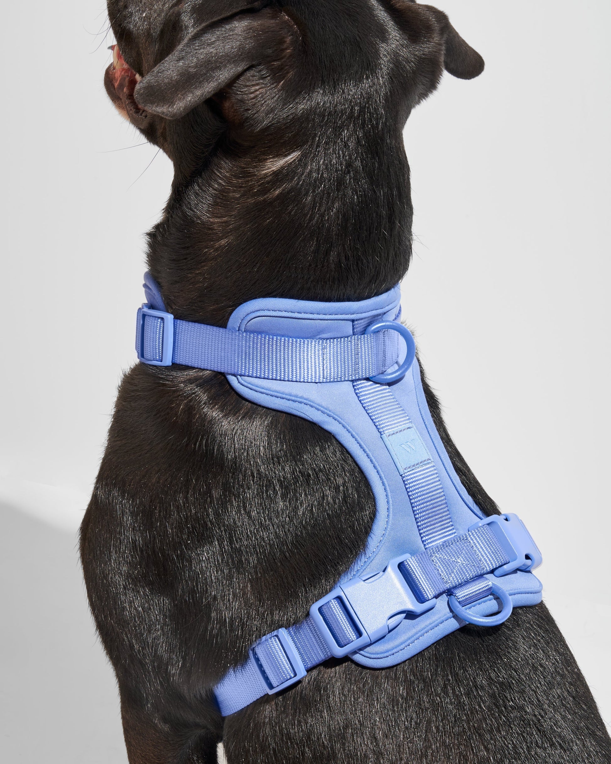 Lira Cushioned Dog Harness — quick-release buckles at neck and chest