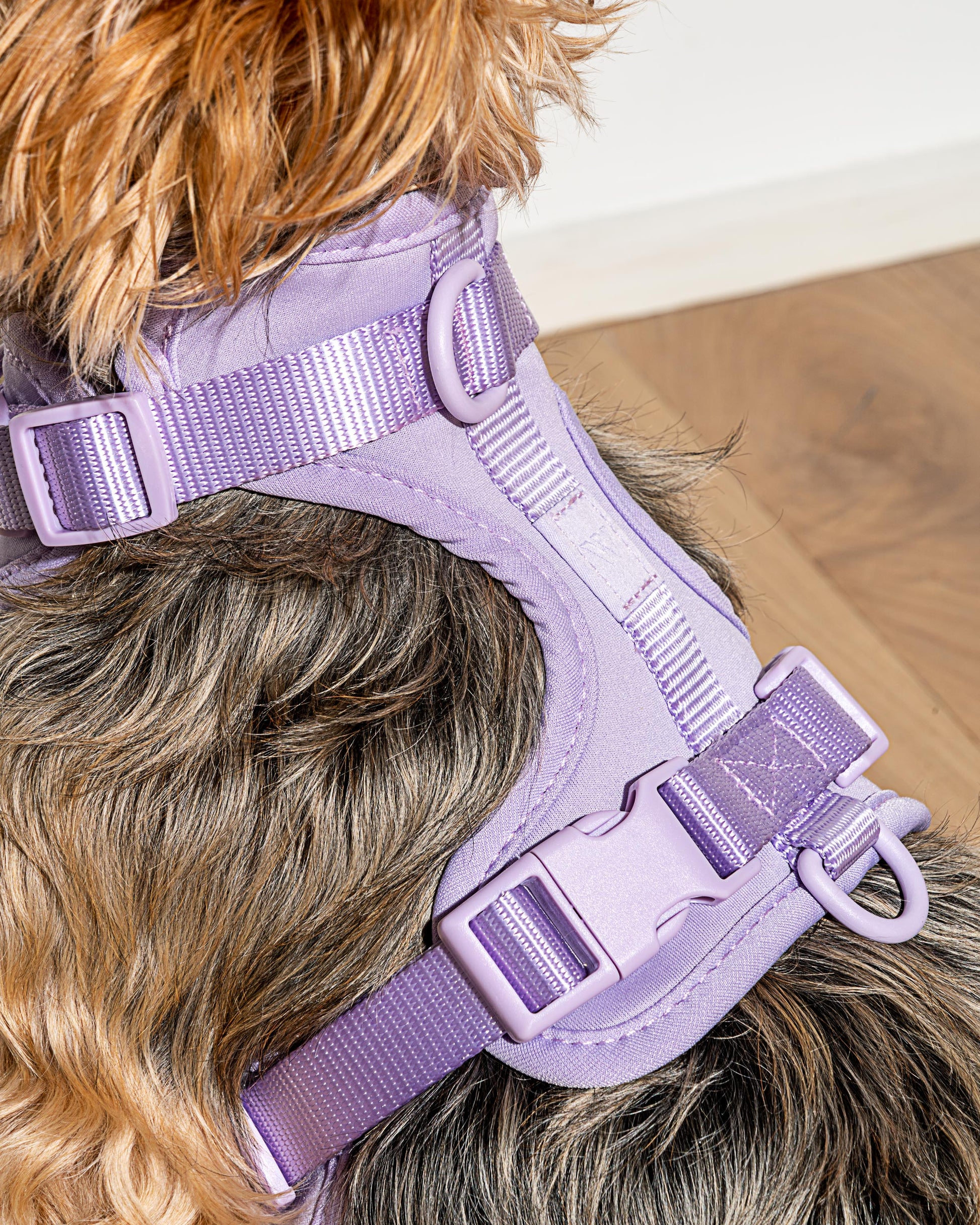 Lira Cushioned Dog Harness — 3 leash attachment points
