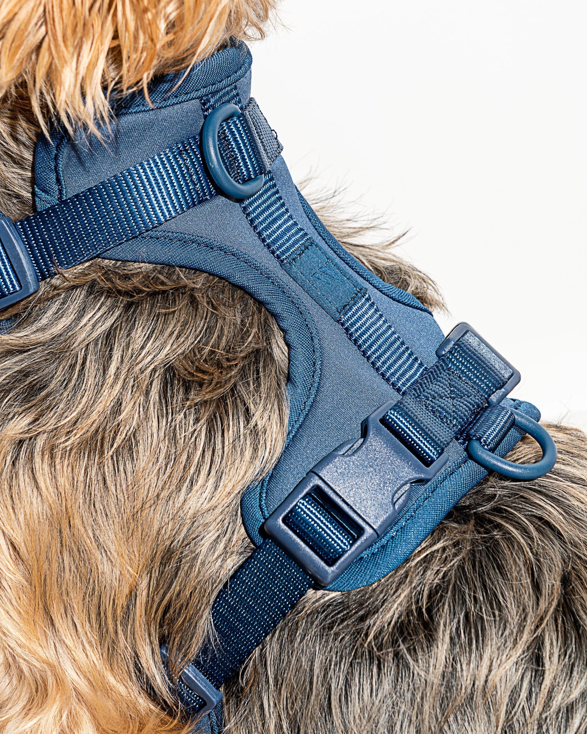 Lira Cushioned Dog Harness — quick-release buckles at neck and chest