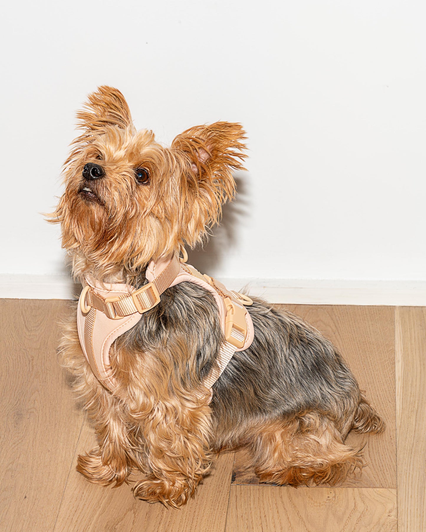 Lira Cushioned Dog Harness — cushioned soft padded construction