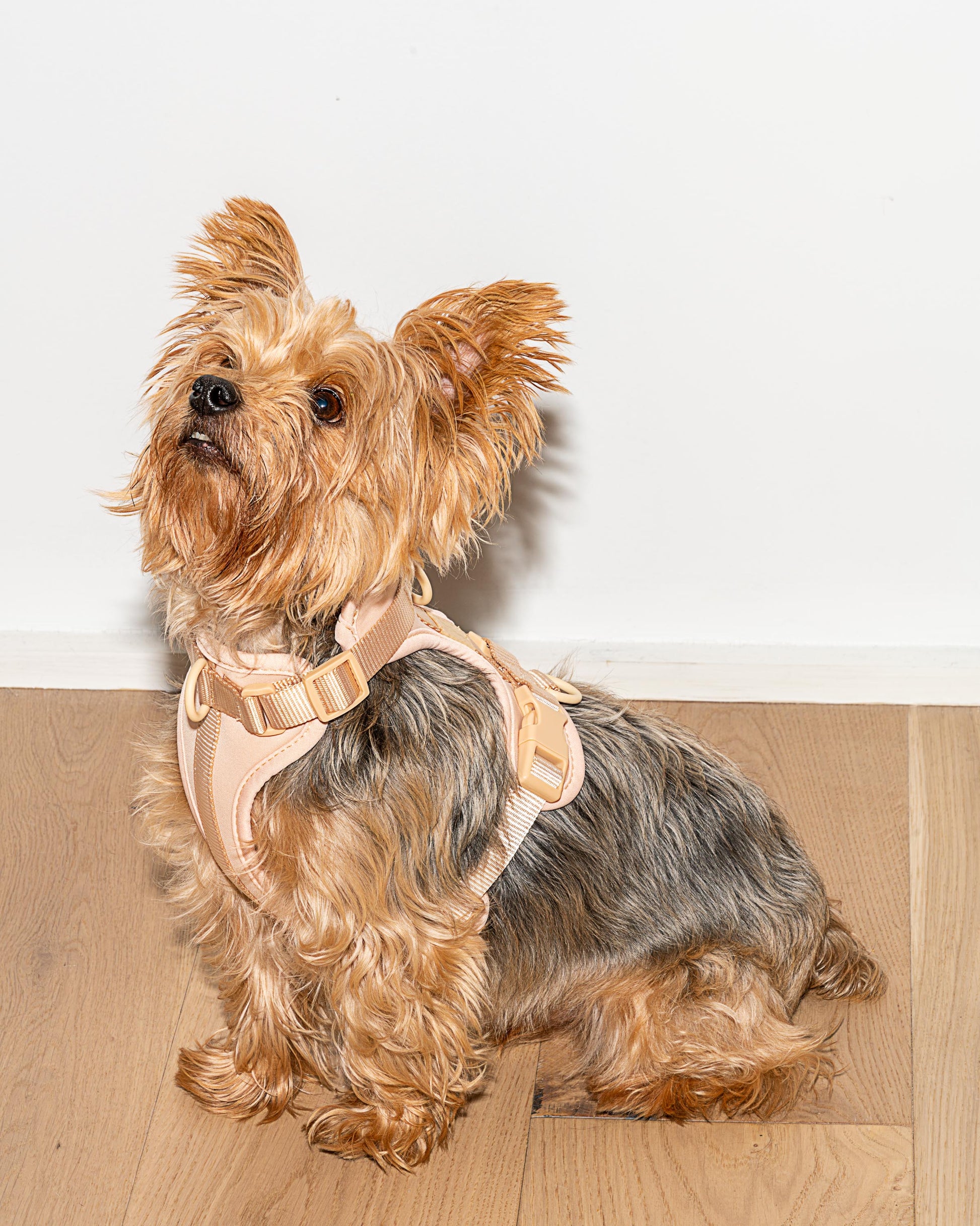 Lira Cushioned Dog Harness — cushioned soft padded construction