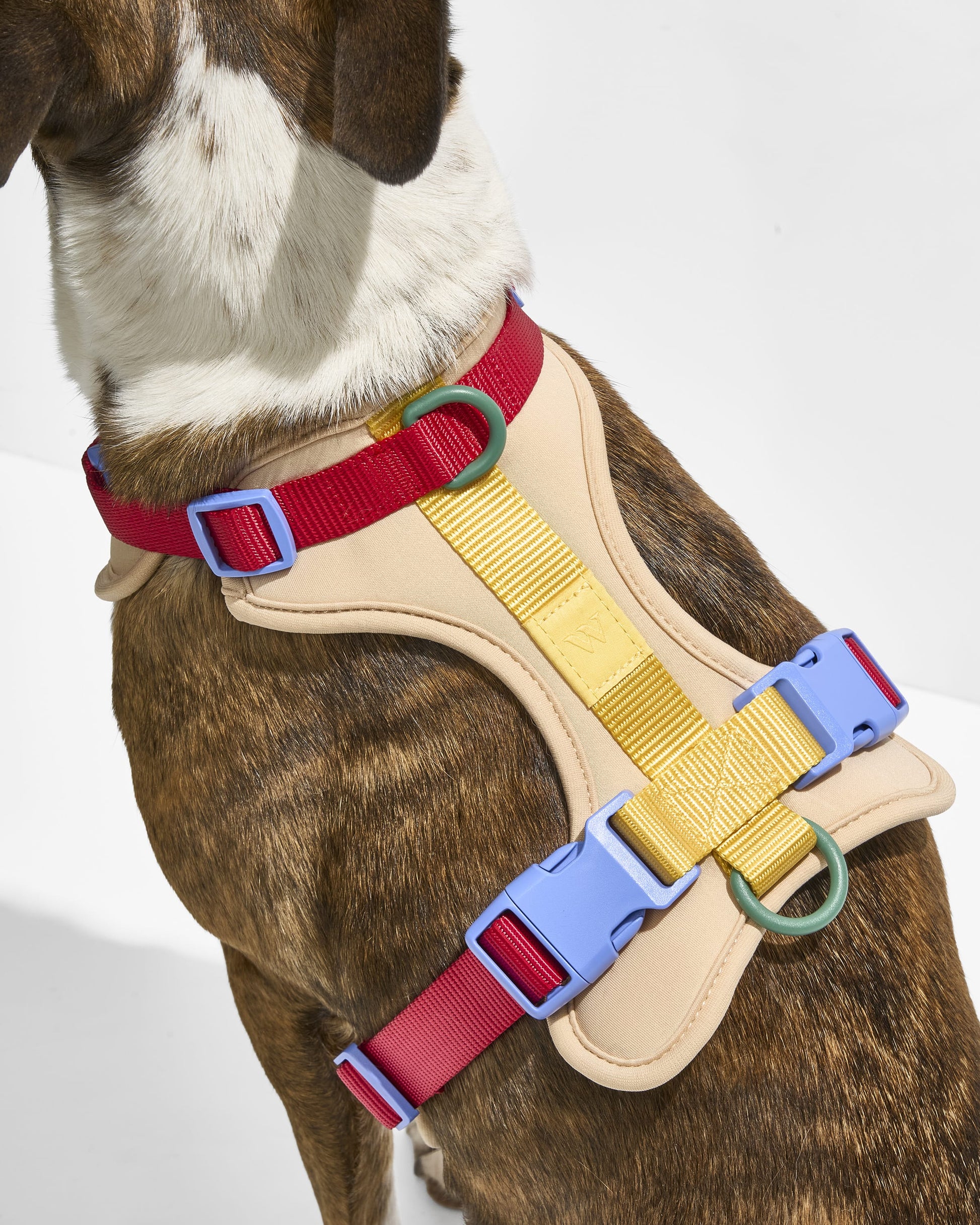 Lira Cushioned Dog Harness — fully adjustable at the neck, chest, and back