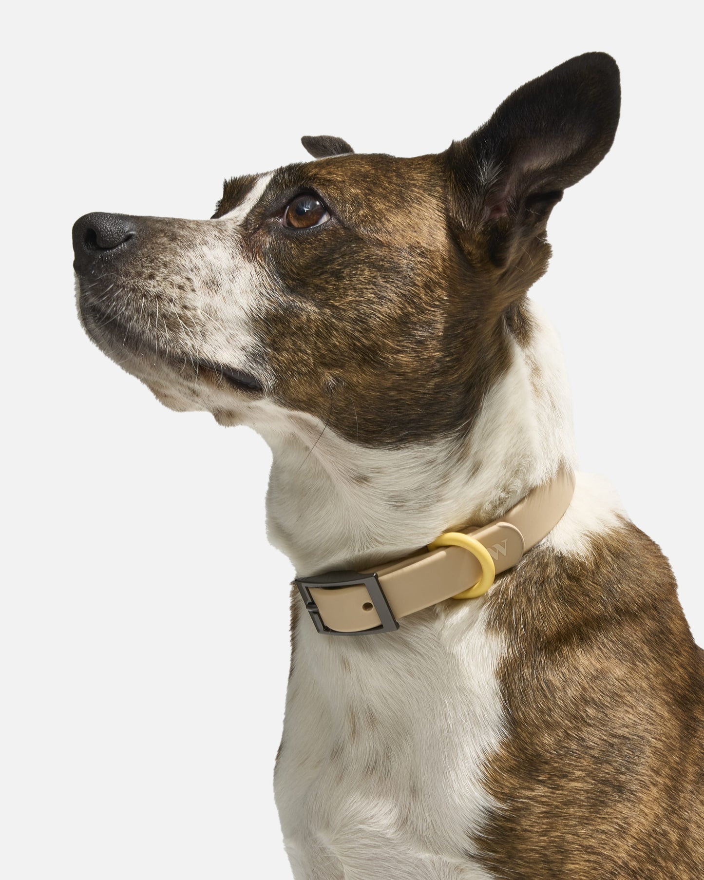 Sano Durable Dog Collar — super strong build
