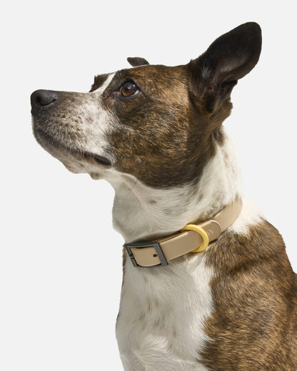 Sano Durable Dog Collar — super strong build