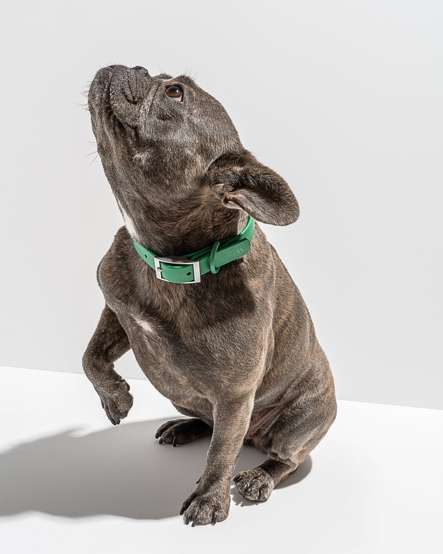 Sano Durable Dog Collar — all-weather waterproof construction