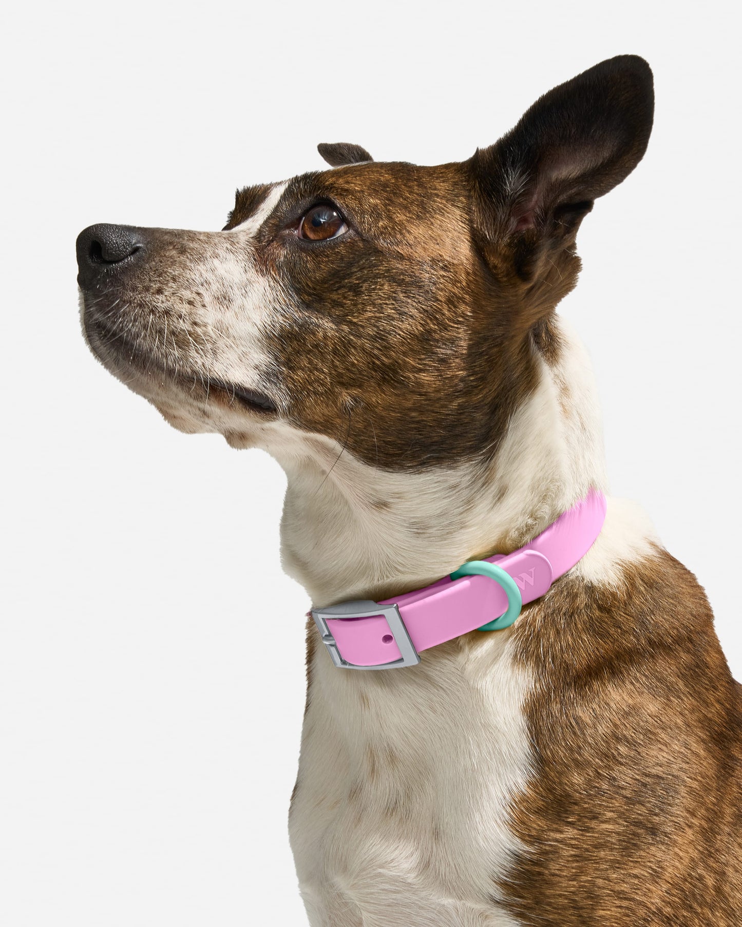 Sano Durable Dog Collar - All-Weather & Odor-Resistant Collar
