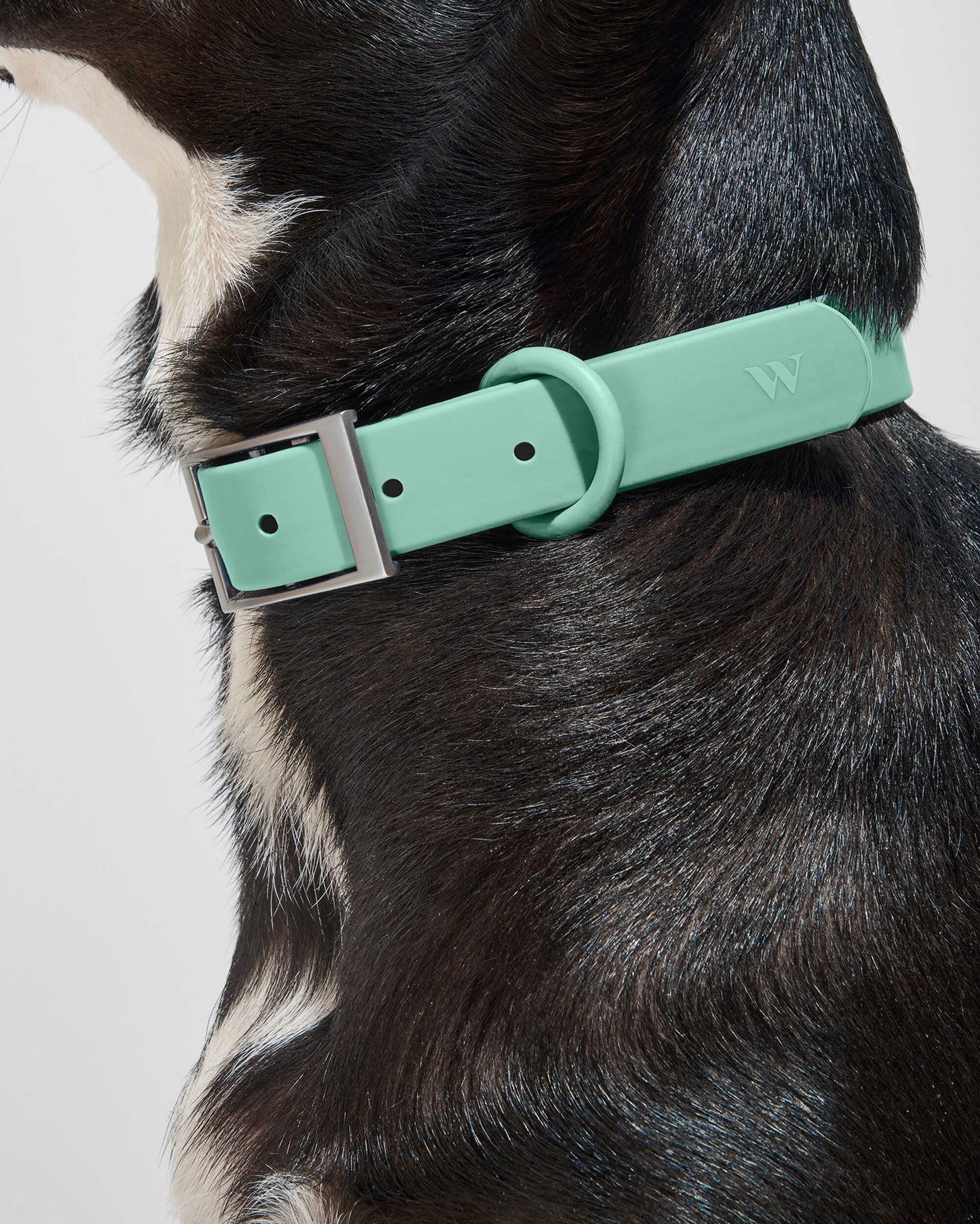 Sano Durable Dog Collar — all-weather waterproof construction