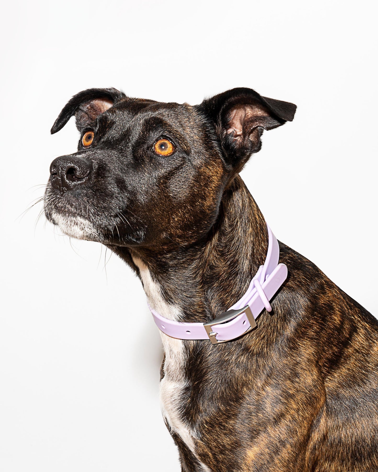 Sano Durable Dog Collar — pairs with the matching Walk Collection leash and poop bag carrier