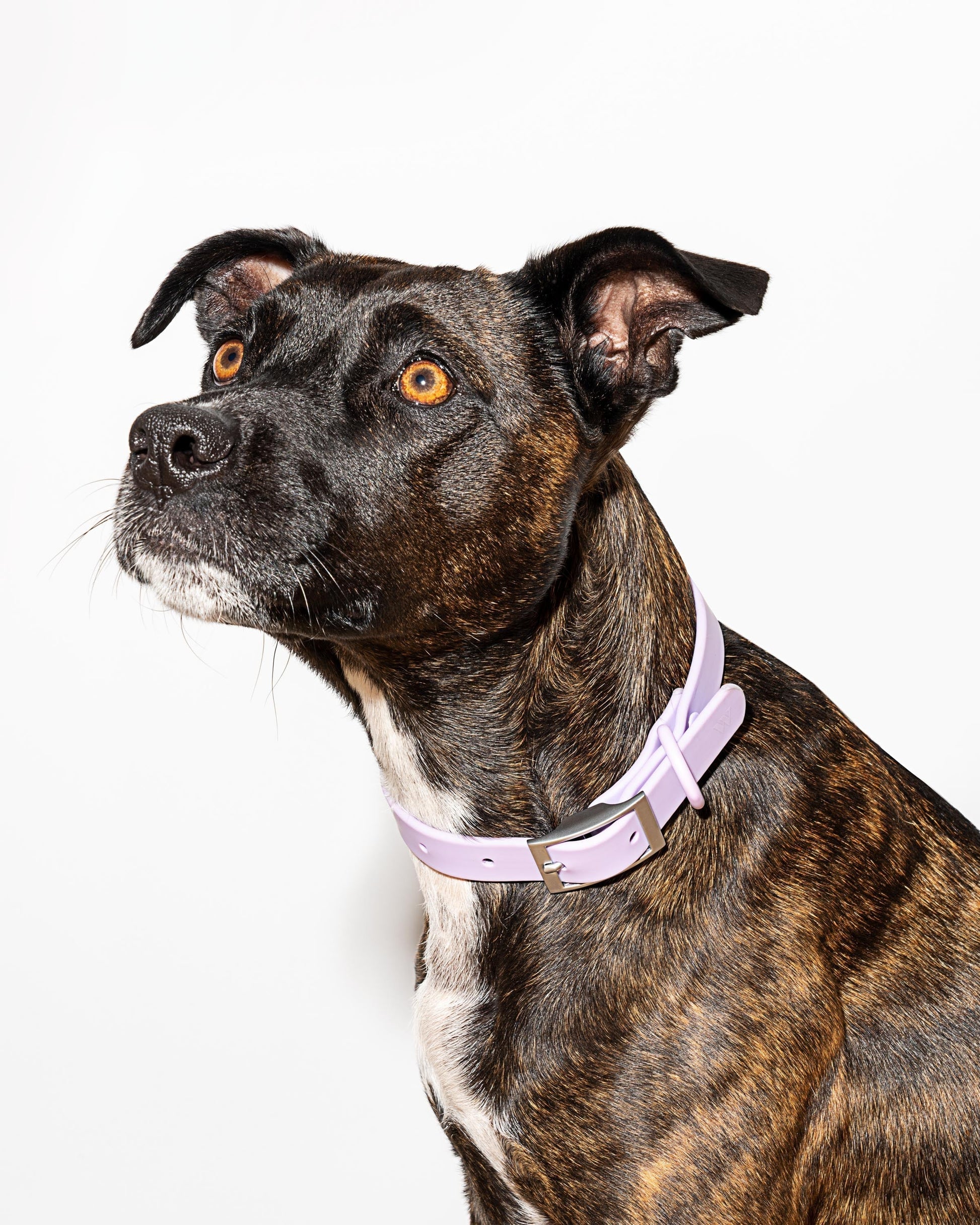 Sano Durable Dog Collar — pairs with the matching Walk Collection leash and poop bag carrier