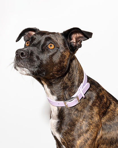 Sano Durable Dog Collar — pairs with the matching Walk Collection leash and poop bag carrier