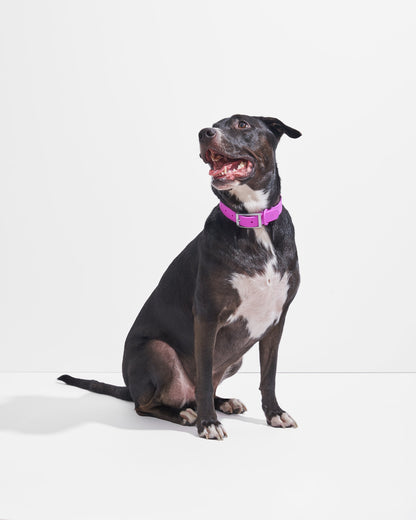 Sano Durable Dog Collar — all-weather waterproof construction