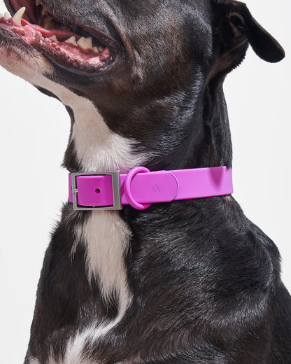 Sano Durable Dog Collar — super strong build