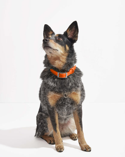 Sano Durable Dog Collar — pairs with the matching Walk Collection leash and poop bag carrier