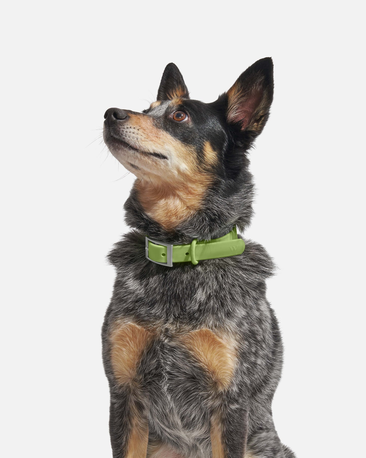 Sano Durable Dog Collar — all-weather waterproof construction