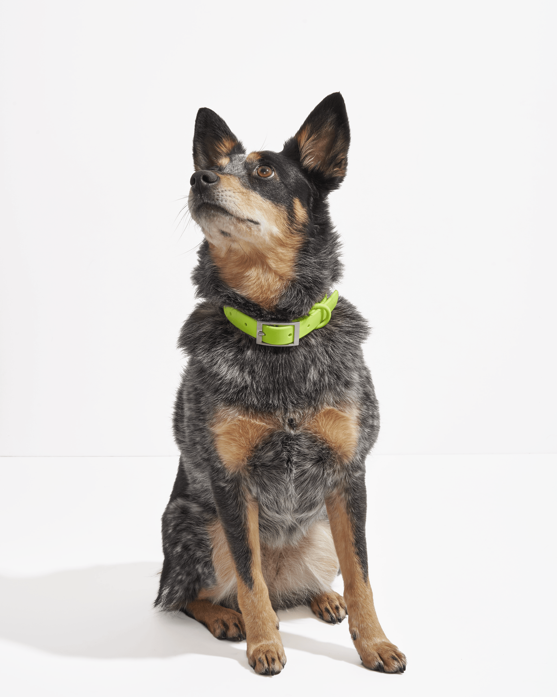 Sano Durable Dog Collar — super strong build