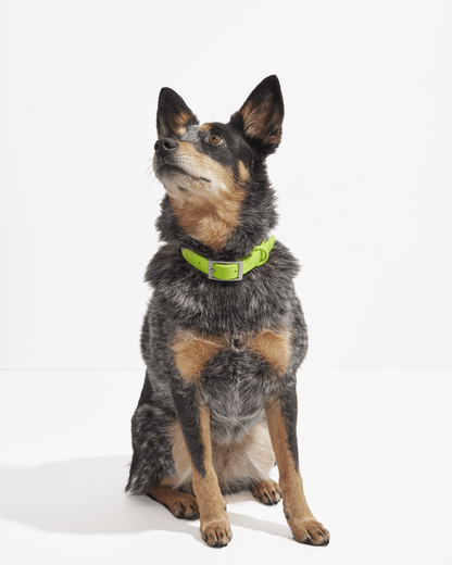Sano Durable Dog Collar — super strong build