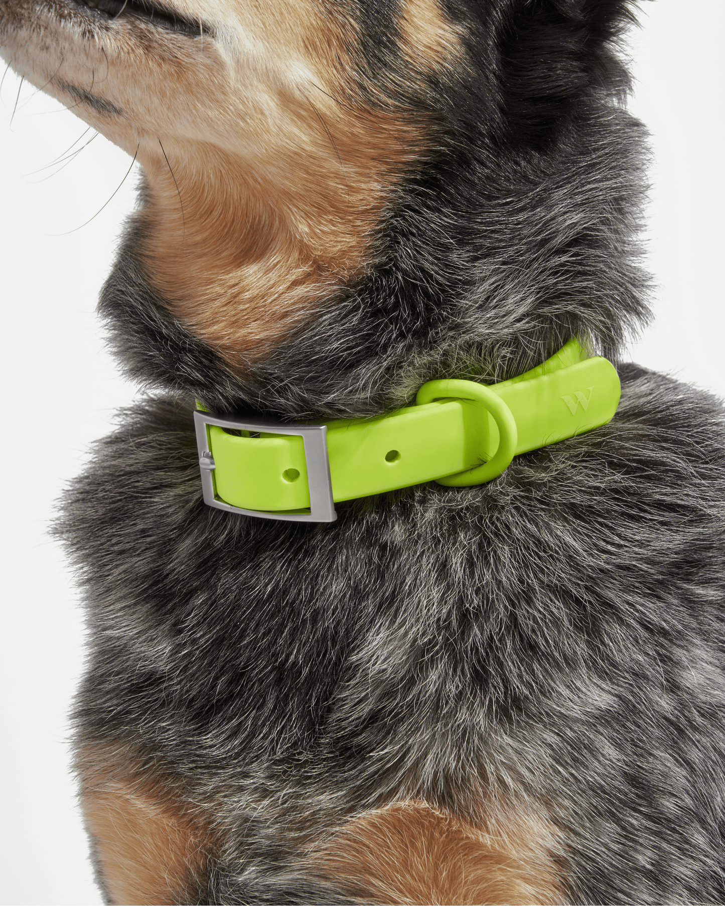 Sano Durable Dog Collar — pairs with the matching Walk Collection leash and poop bag carrier
