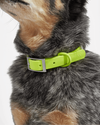 Sano Durable Dog Collar — pairs with the matching Walk Collection leash and poop bag carrier
