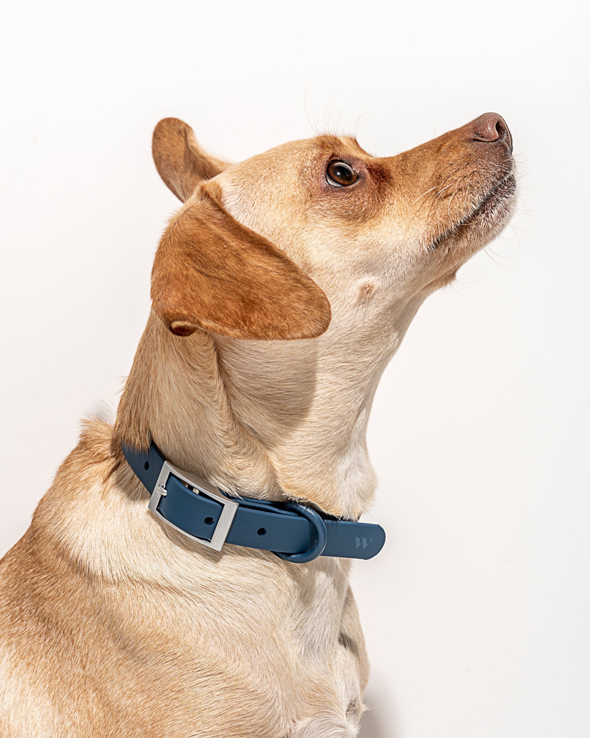 Sano Durable Dog Collar — pairs with the matching Walk Collection leash and poop bag carrier