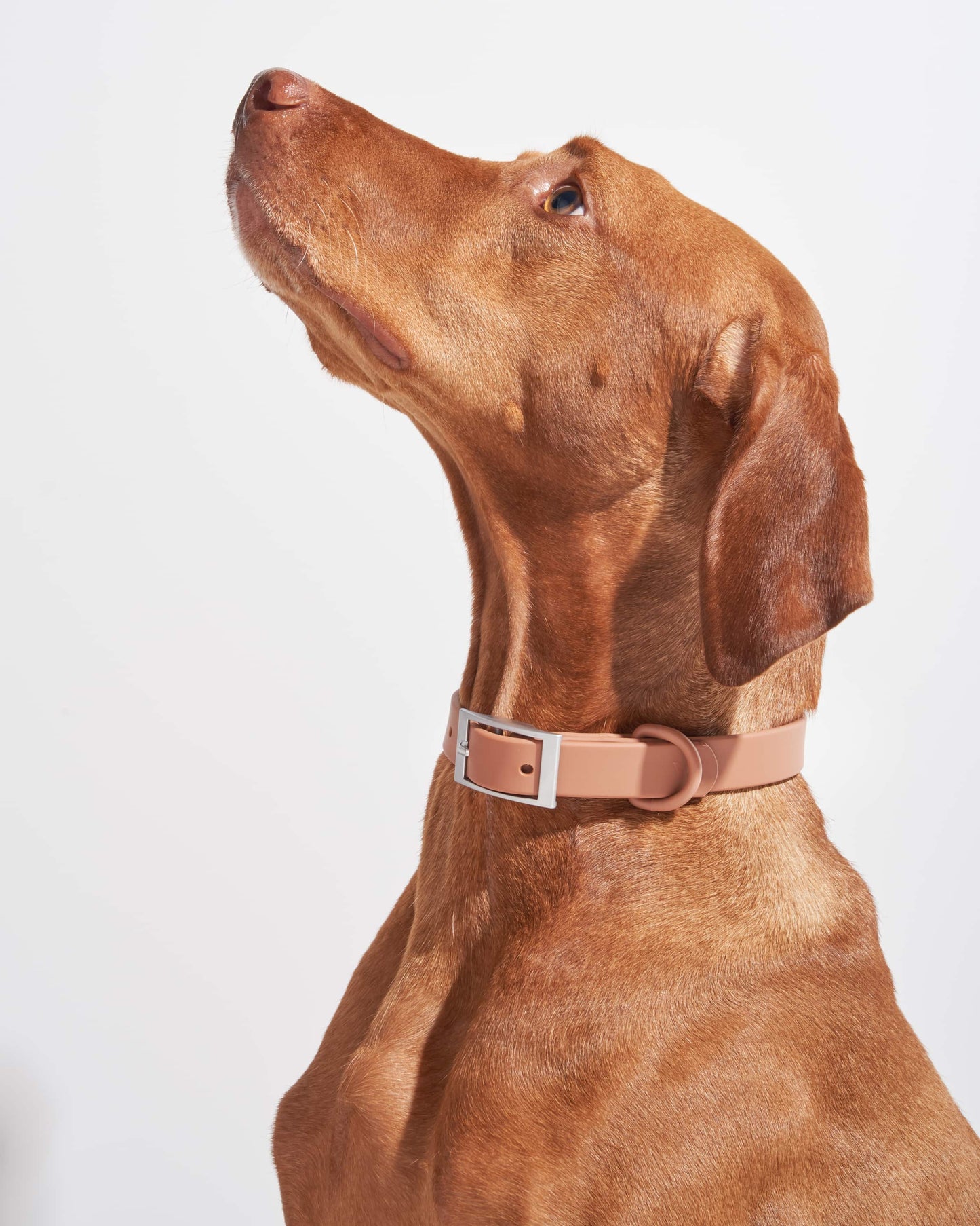 Sano Durable Dog Collar — all-weather waterproof construction