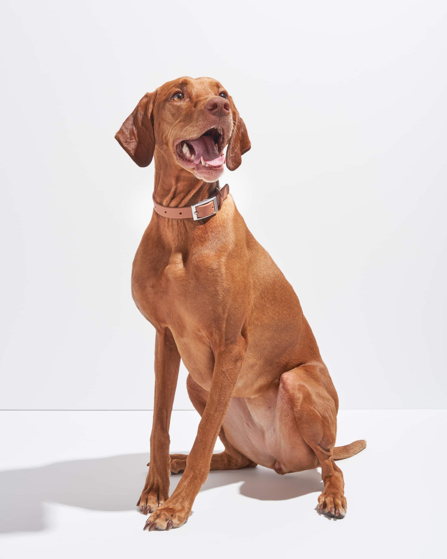 Sano Durable Dog Collar — super strong build