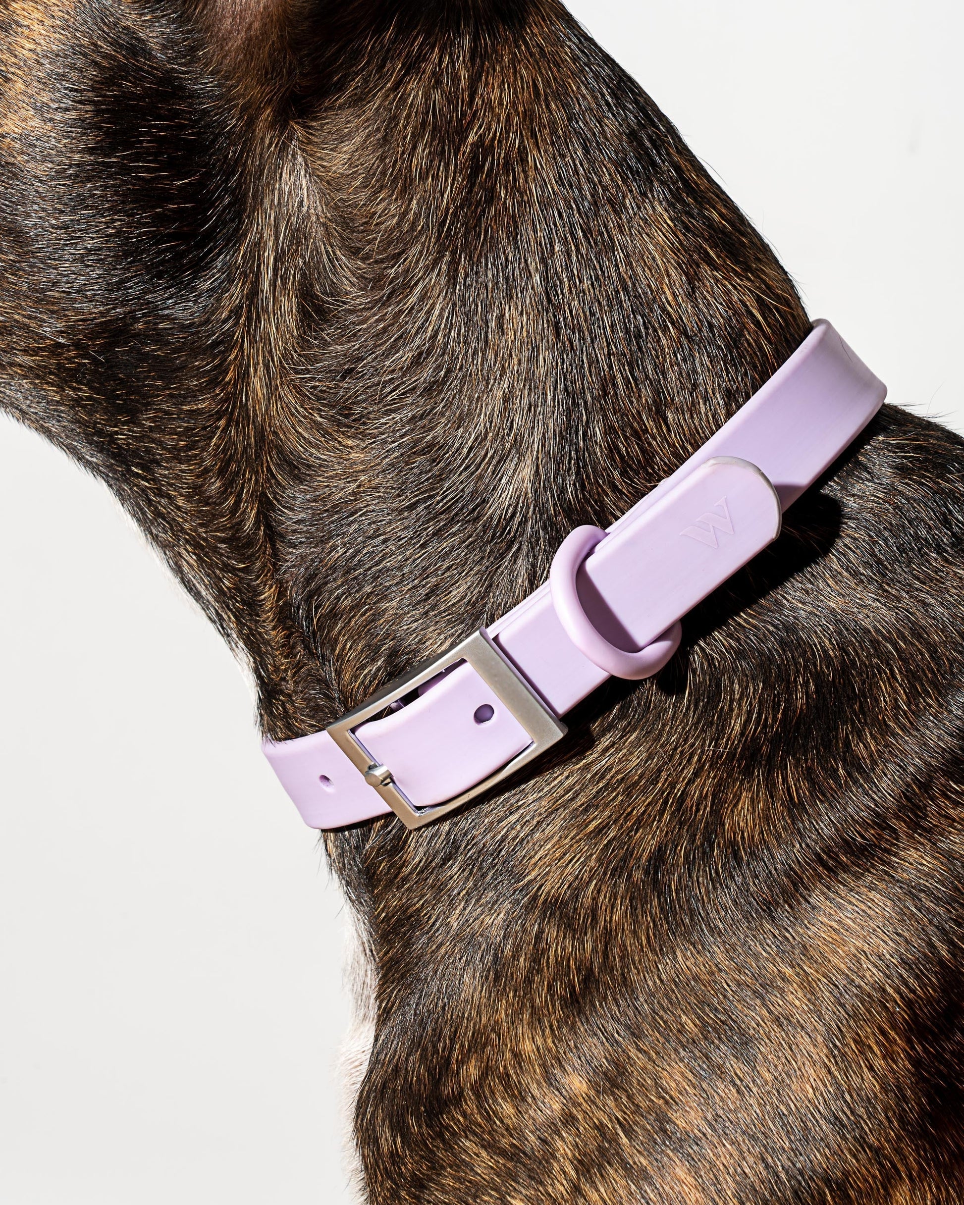 Sano Durable Dog Collar — dirt and odour-resistant materials