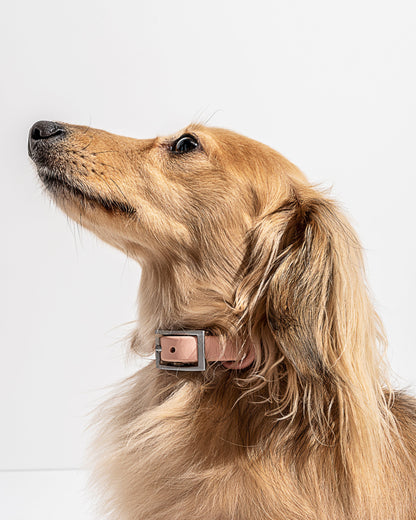 Sano Durable Dog Collar — all-weather waterproof construction