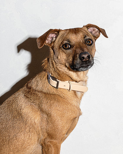 Sano Durable Dog Collar — dirt and odour-resistant materials