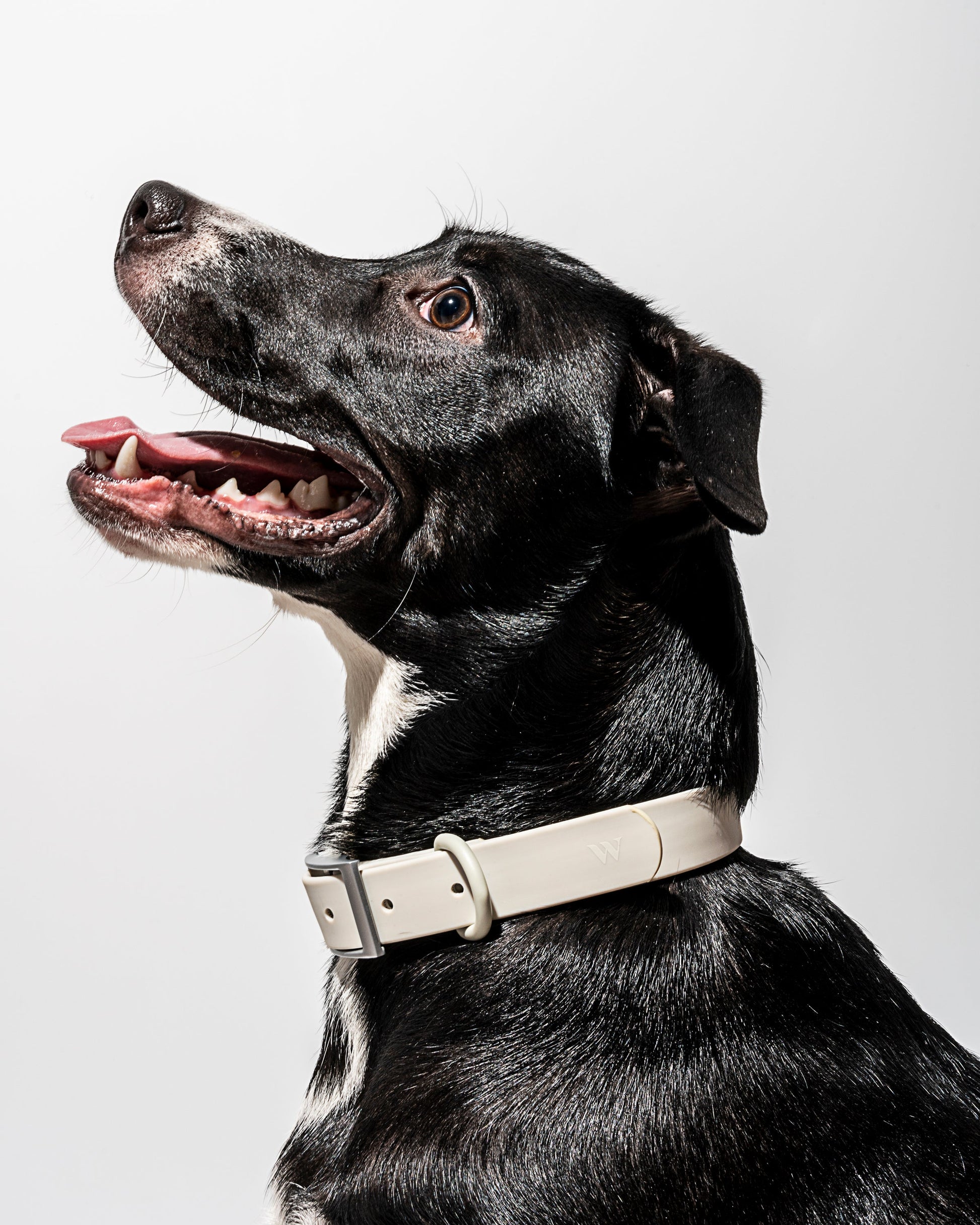 Sano Durable Dog Collar - All-Weather & Odor-Resistant Collar