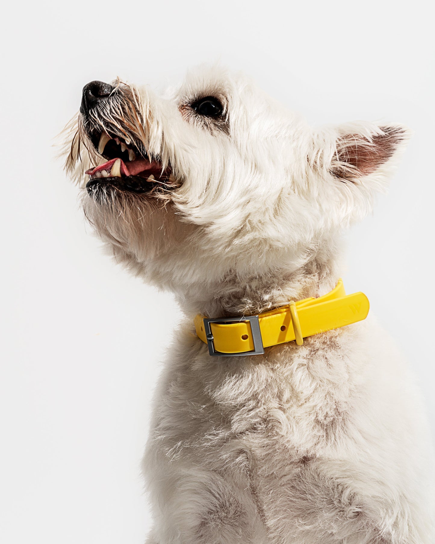 Sano Durable Dog Collar - All-Weather & Odor-Resistant Collar