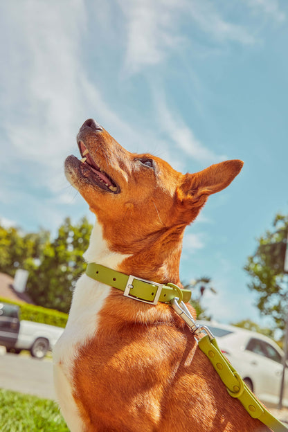 Sano Durable Dog Collar - All-Weather & Odor-Resistant Collar