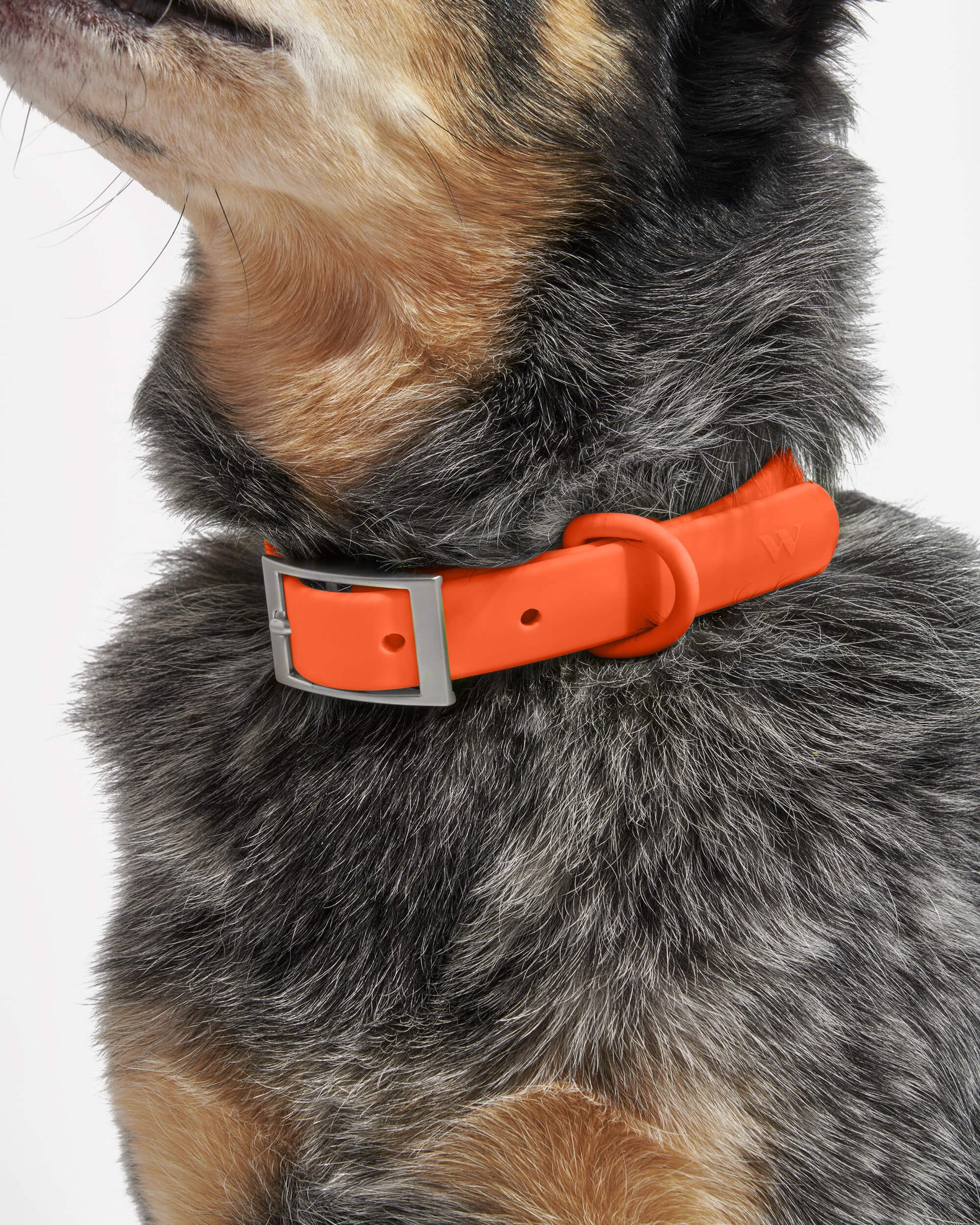 Sano Durable Dog Collar - All-Weather & Odor-Resistant Collar
